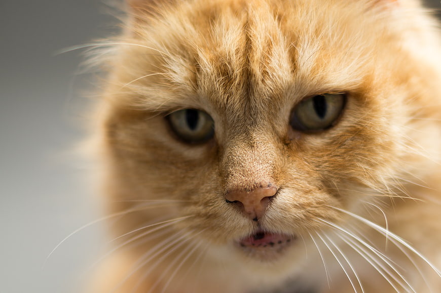 Close-up portrait of an orange tabby cat with intense gaze
