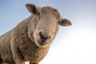 Close-up of a curious sheep looking at the camera