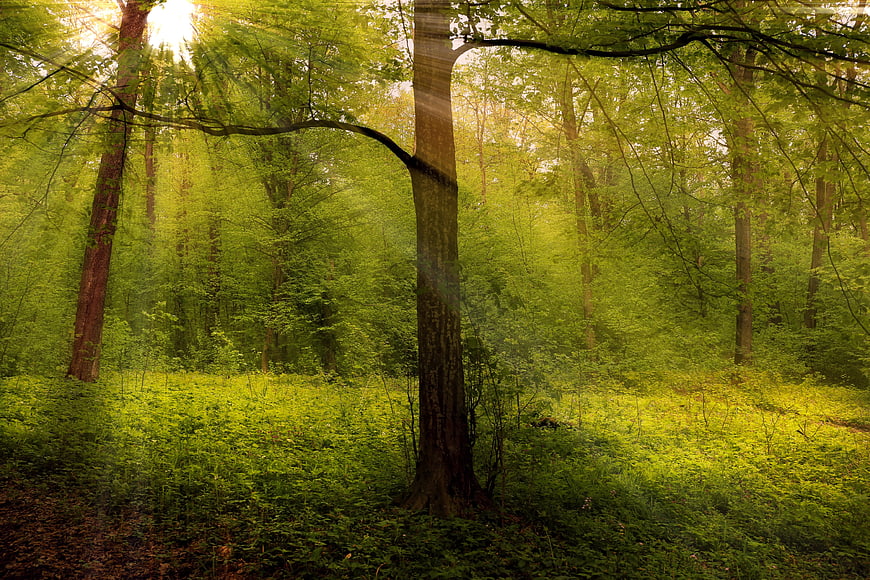 Sunbeams illuminating a lush green forest landscape in spring