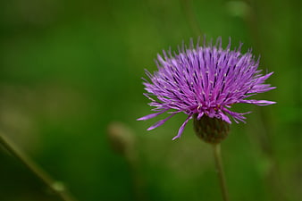 Close-up of a purple thistle flower on a green background