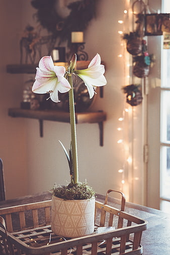 Blooming Amaryllis in Rustic Wooden Basket with Fairy Lights