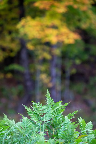 Green Ferns in Forest with Autumn Background