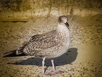 Young seagull standing on sandy beach at night