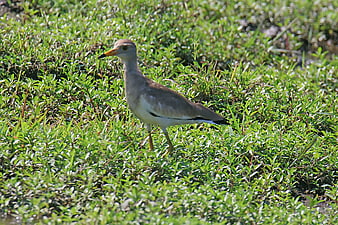 Grey-headed Lapwing Bird Standing in Green Grass