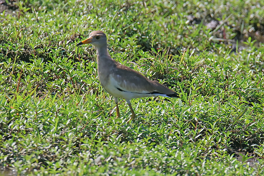 Grey-headed Lapwing Bird Standing in Green Grass