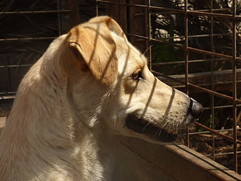 Sad Yellow Labrador Dog Behind Rusty Metal Cage Fence