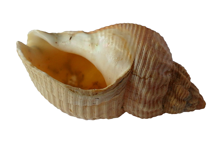Detailed Brown Seashell Isolated on White Background