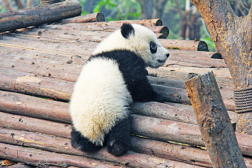 Cute baby panda sitting on wooden logs in zoo enclosure