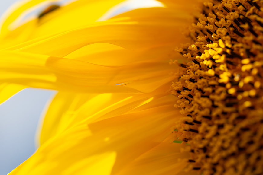 Close-up Macro of Yellow Sunflower Petals and Center