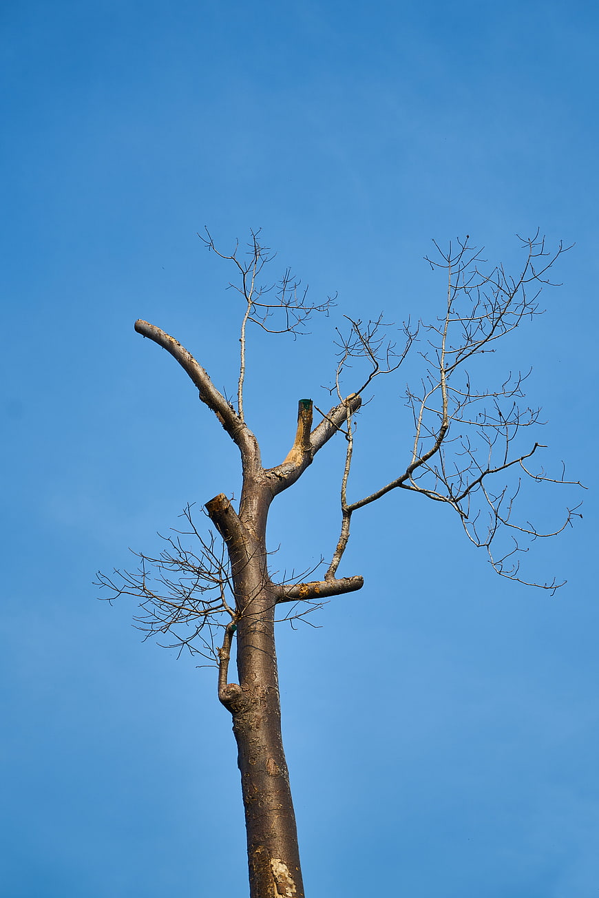 Bare tree branches against clear blue sky