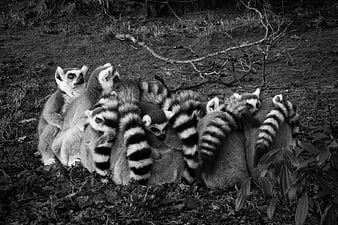 Group of Ring-Tailed Lemurs Huddled Together in Black and White
