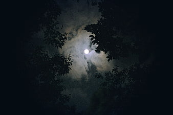 Full moon shining through clouds and tree silhouettes at night
