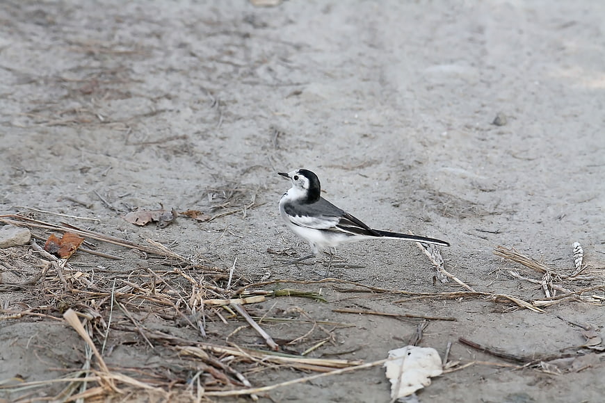 White Wagtail Bird Standing on Sandy Ground