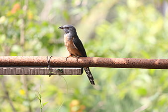 Grey-headed Cuckoo perched on a rusty metal railing