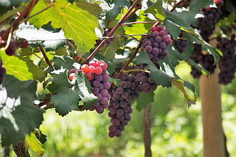 Ripe Red Grapes Hanging on Vine in Sunlit Vineyard