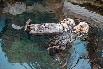 Two Sea Otters Floating On Their Backs In Clear Water