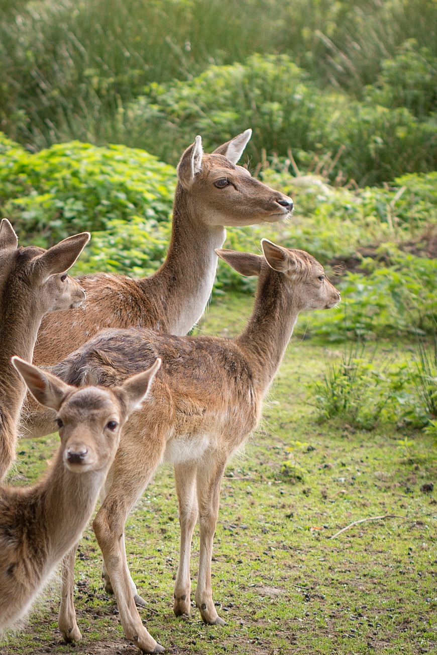 Group of young deer standing in a grassy field