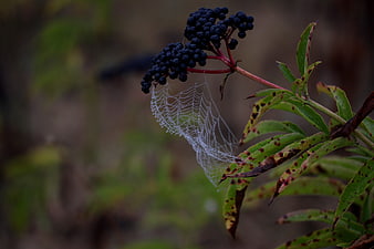 Close-up of dew-covered spiderweb on elderberry branch