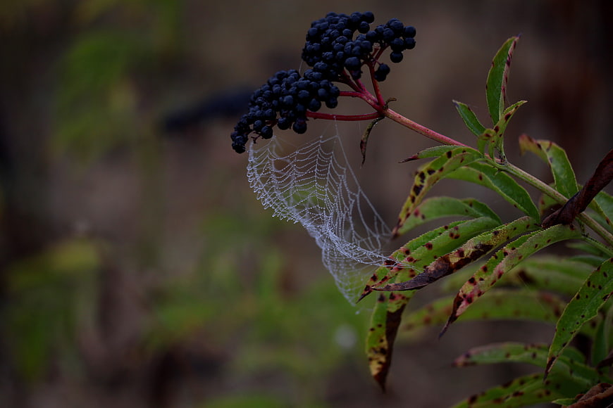 Close-up of dew-covered spiderweb on elderberry branch