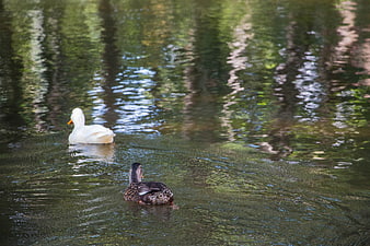 Two ducks swimming in a pond with tree reflections