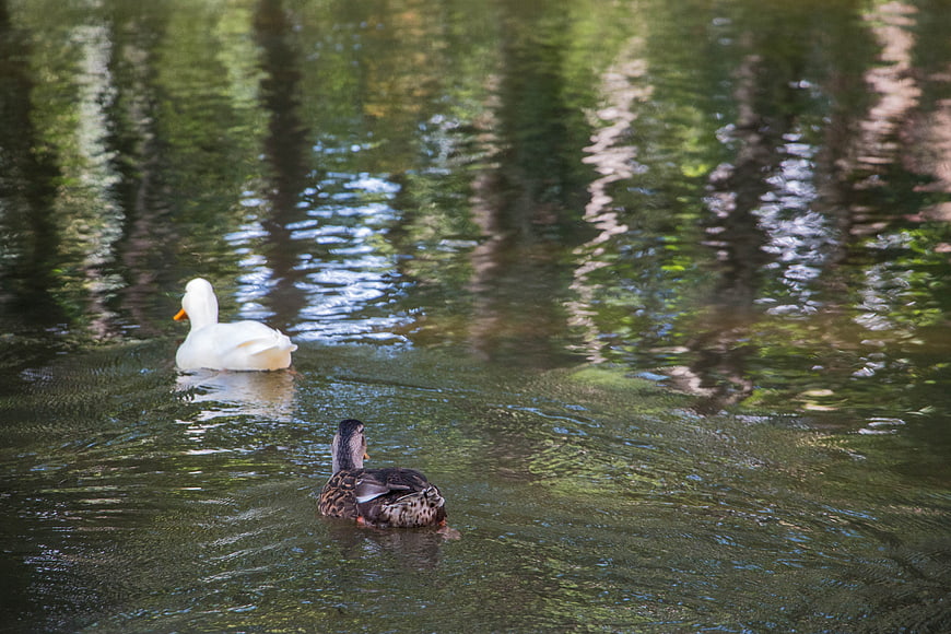 Two ducks swimming in a pond with tree reflections