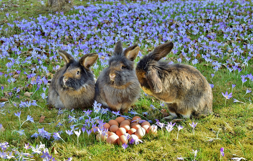 Three Rabbits With Easter Eggs In A Spring Crocus Meadow