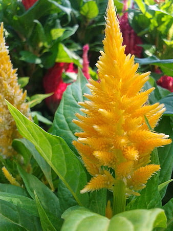 Close-up of vibrant yellow cockscomb flower in garden