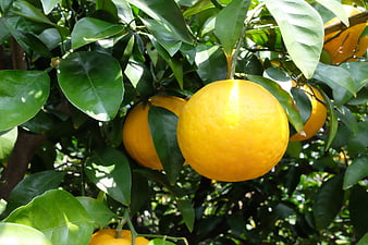 Fresh Ripe Oranges Hanging on Tree Branches