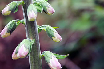 Close-up of pink foxglove flower buds on a green stem