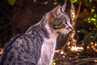 Gray Tabby Cat Profile in Sunlight