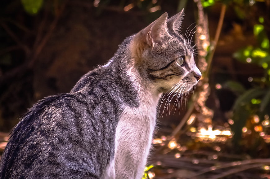 Gray Tabby Cat Profile in Sunlight