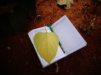 Open notebook with green leaf and pencil on red soil