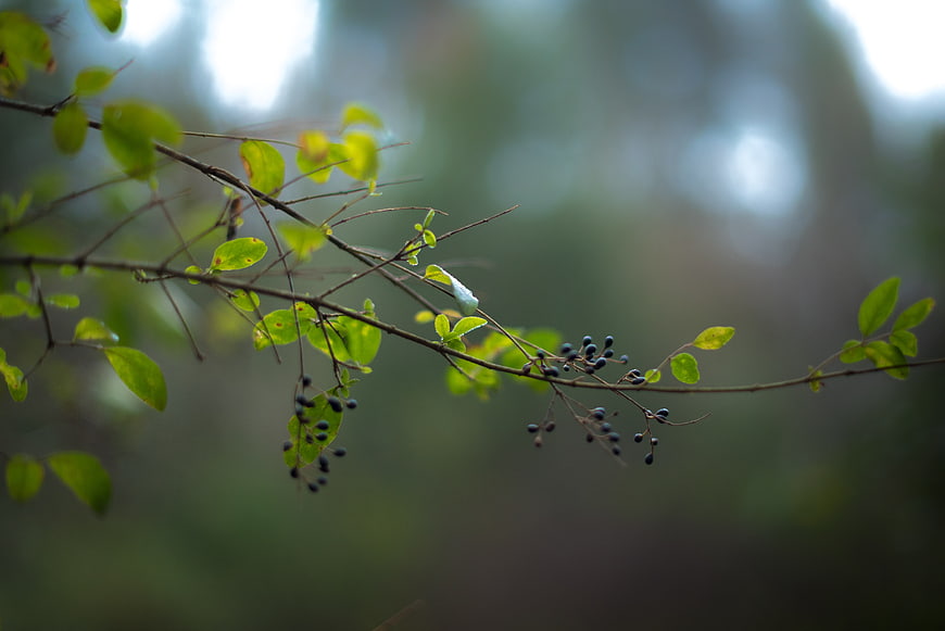 Close-up of green leaves and dark berries on a branch