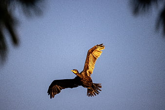 Cormorant bird flying in blue sky at golden hour