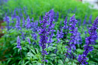 Vibrant purple salvia flowers blooming in a lush green garden