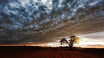 Dramatic sunset landscape with lone tree and flock of birds