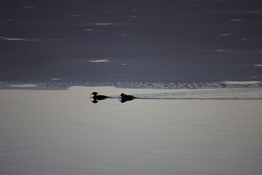 Silhouetted ducks swimming in icy winter lake water