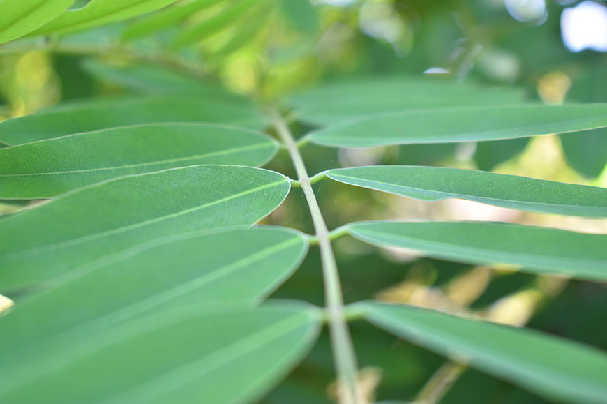 Close-up of vibrant green fern leaves with natural sunlight