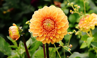 Vibrant Orange Dahlia Flower in Garden