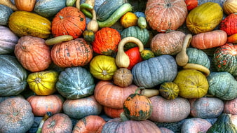 Colorful Harvest of Pumpkins and Gourds