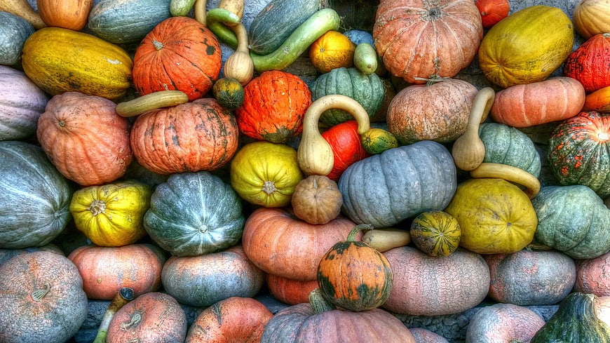 Colorful Harvest of Pumpkins and Gourds