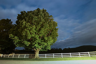 Large Green Tree Beside White Fence at Night