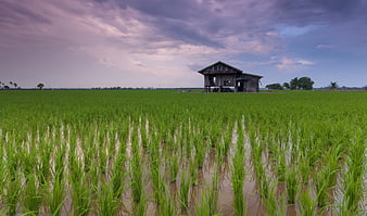 Rustic wooden stilt house in lush green rice paddy field