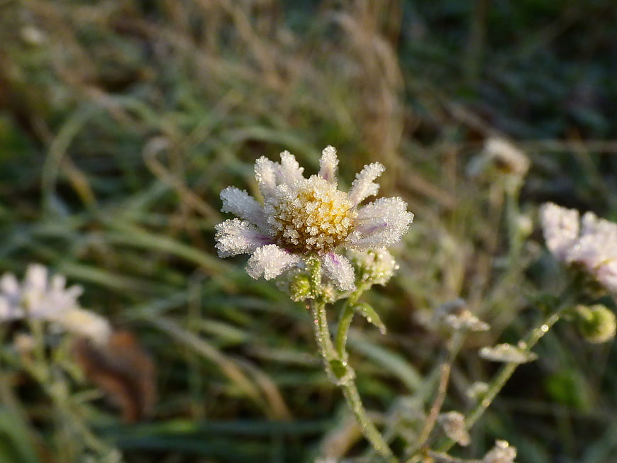 Frosted Wildflower Close-Up in Morning Sunlight