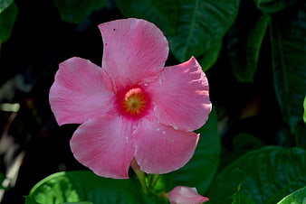 Close-up of vibrant pink Mandevilla flower with green leaves