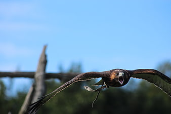 Hawk in Flight with Open Beak Against Blue Sky