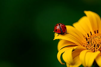 Red Ladybug on Yellow Flower Petal Macro