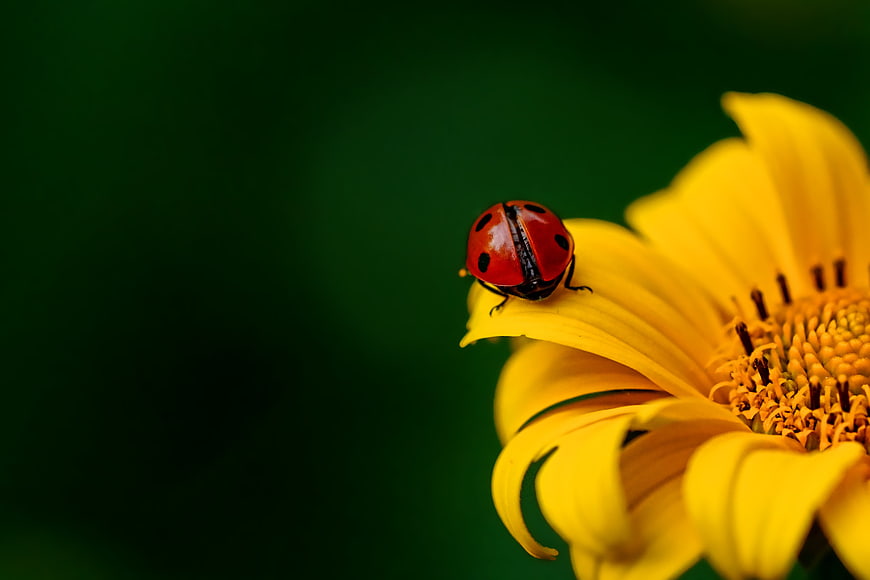 Red Ladybug on Yellow Flower Petal Macro