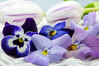 Purple Violets and White Tulips in a White Wicker Basket