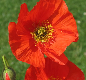 Vibrant Red Poppy Flower Close-Up with Green Background